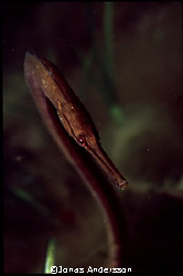 flirty snake pipefish. canon eos 300, canon ef 50mm by Jonas Andersson 